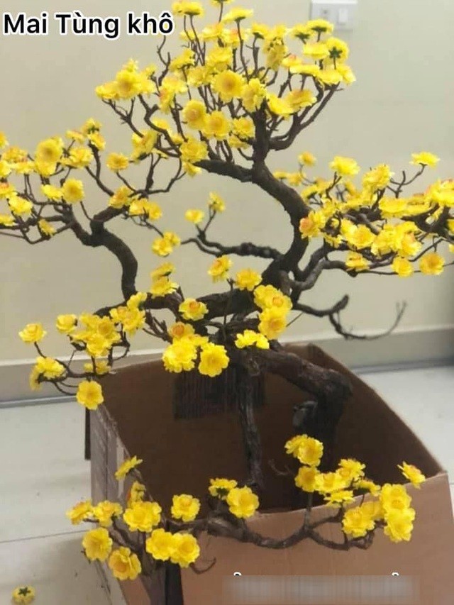 Dòng mai mini, hoa là mai nhưng thân lại là cây tùng.