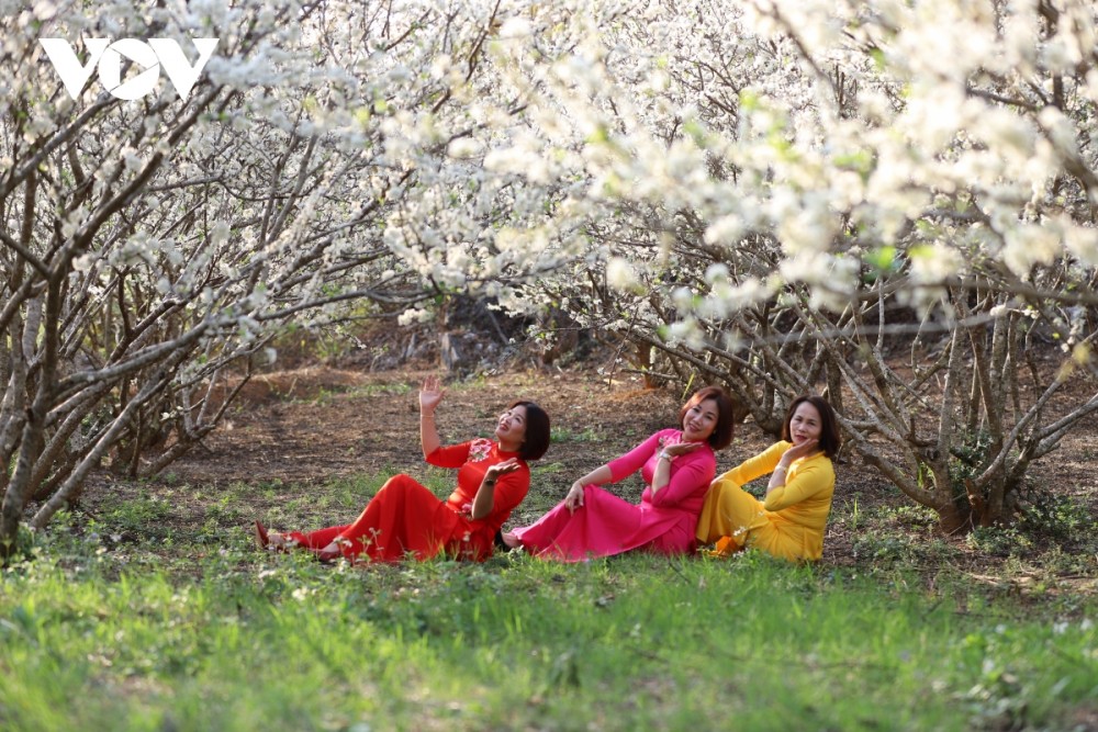 Vẻ đẹp của hoa mận trắng thu hút du khách tới tham quan, chụp ảnh.