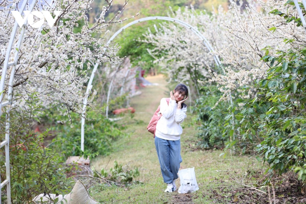 Nhiều gia đình đã đầu tư cơ sở để đón khách, khai thác tiềm năng từ vẻ đẹp của hoa mơ, hoa mận.