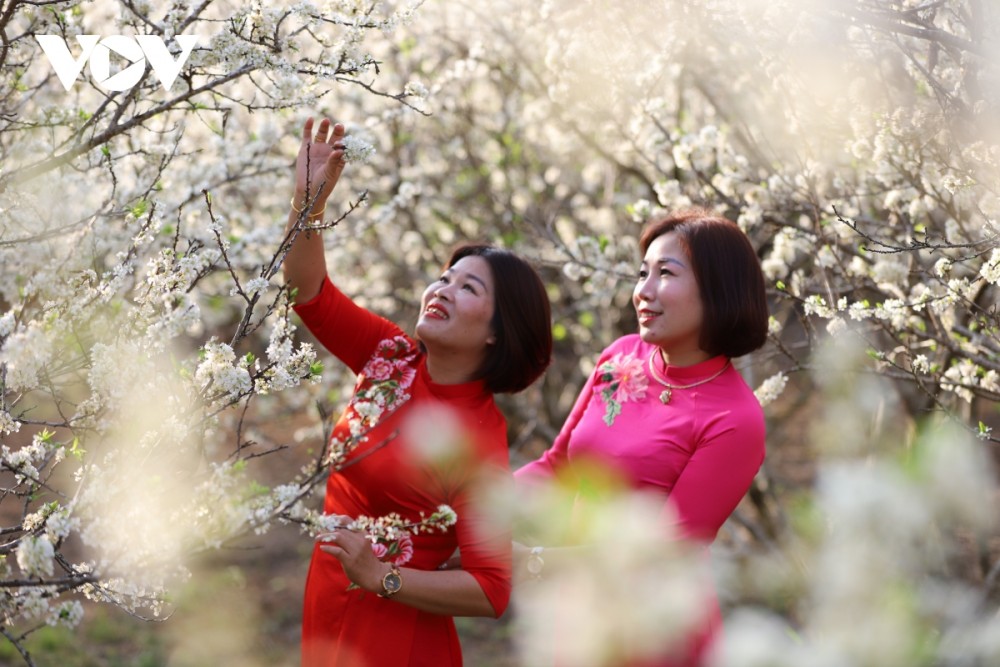 Mỗi dịp hoa mận nở, các khu vườn thu hút hàng ngàn lượt du khách đến tham quan, trải nghiệm, lưu lại những khoảnh khắc mùa xuân.