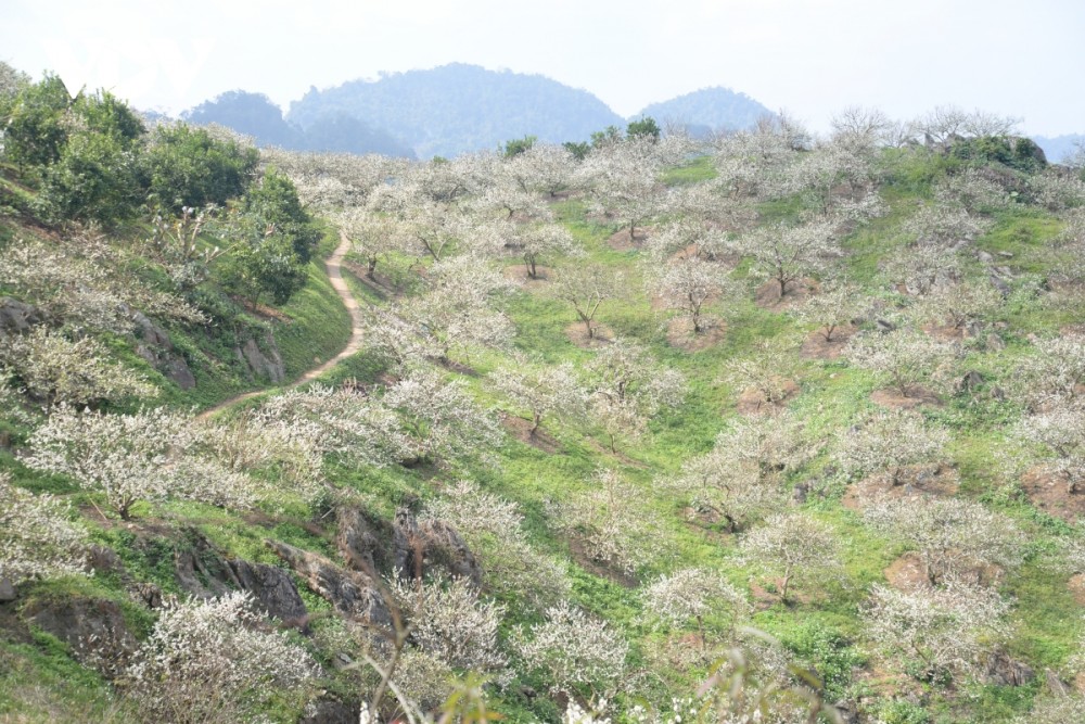 Mùa hoa mận nở, núi rừng Tây Bắc như được khoác lên mình chiếc áo mới đầy sắc xuân.