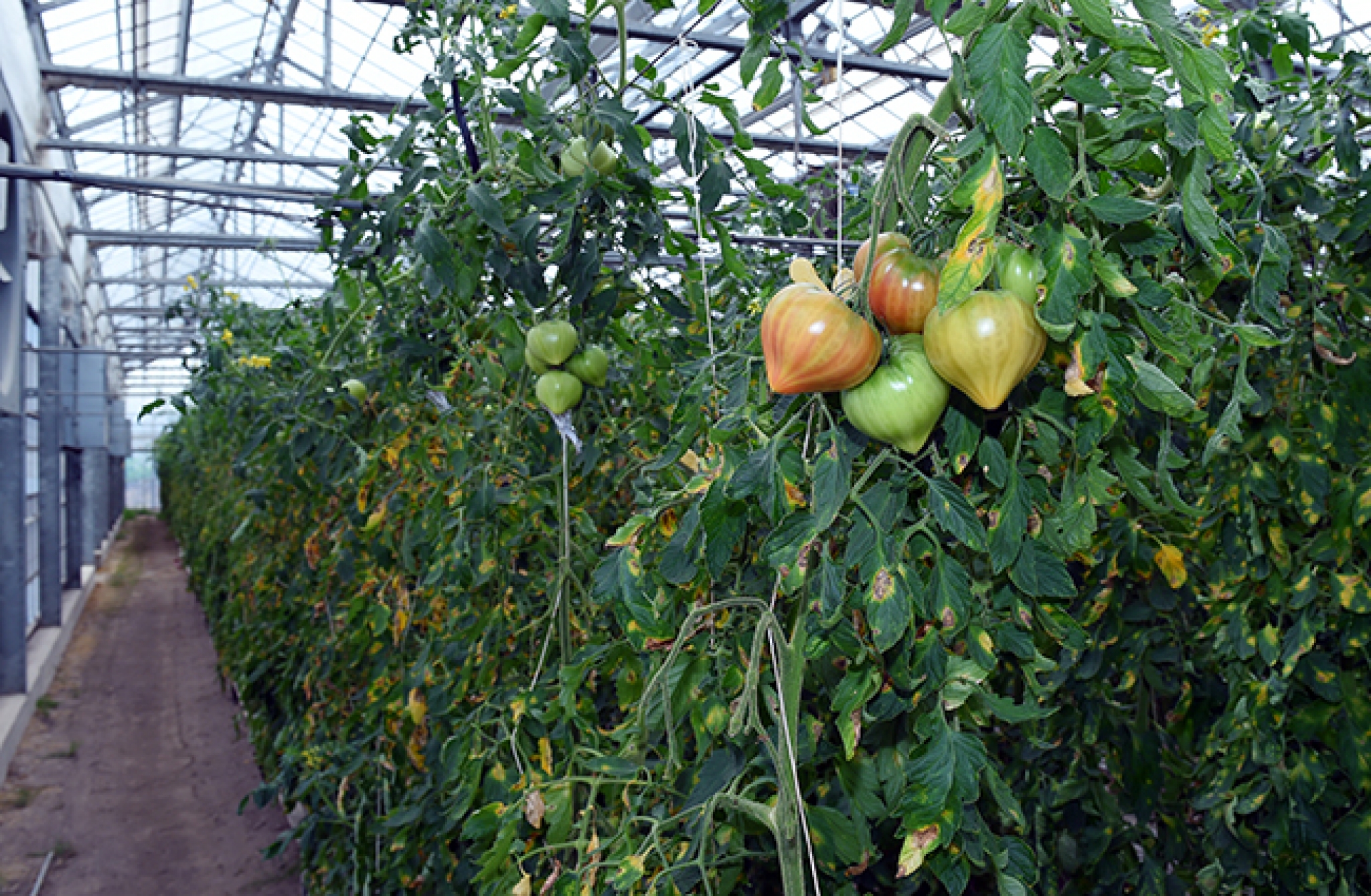 Thủ tướng thăm nông trại công nghệ cao ở Yokoyama thu tuong tham nong trai cong nghe cao o yokoyama