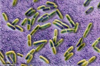 who cong bo danh sach 12 sieu vi khuan dang lo ngai nhat