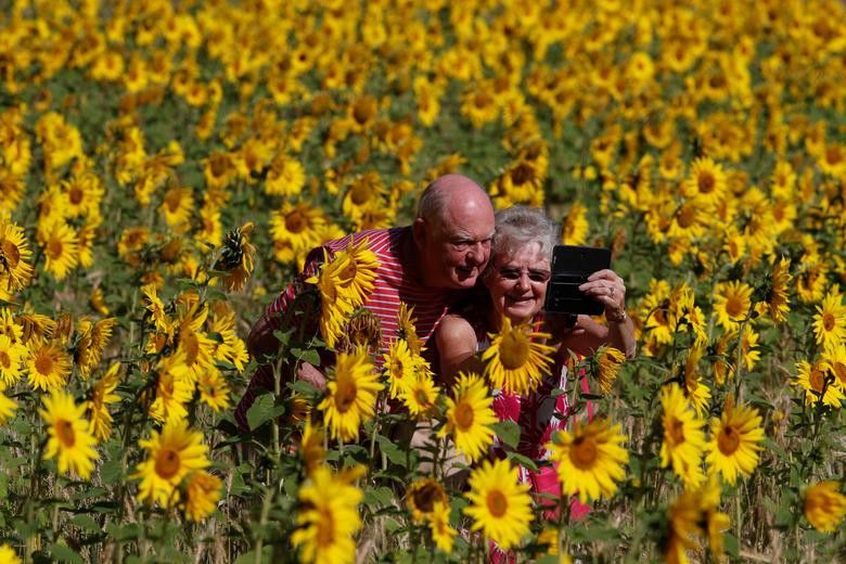 Vẻ đẹp choáng ngợp của những cánh đồng hoa hướng dương trên thế giới