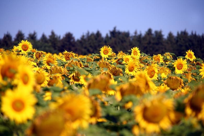 Vẻ đẹp choáng ngợp của những cánh đồng hoa hướng dương trên thế giới