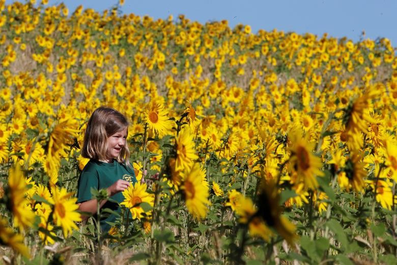Vẻ đẹp choáng ngợp của những cánh đồng hoa hướng dương trên thế giới