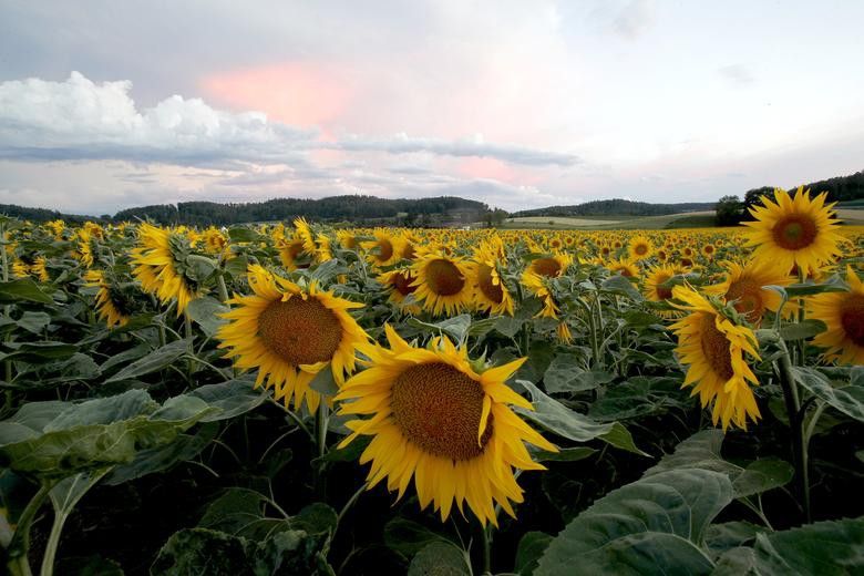 Vẻ đẹp choáng ngợp của những cánh đồng hoa hướng dương trên thế giới