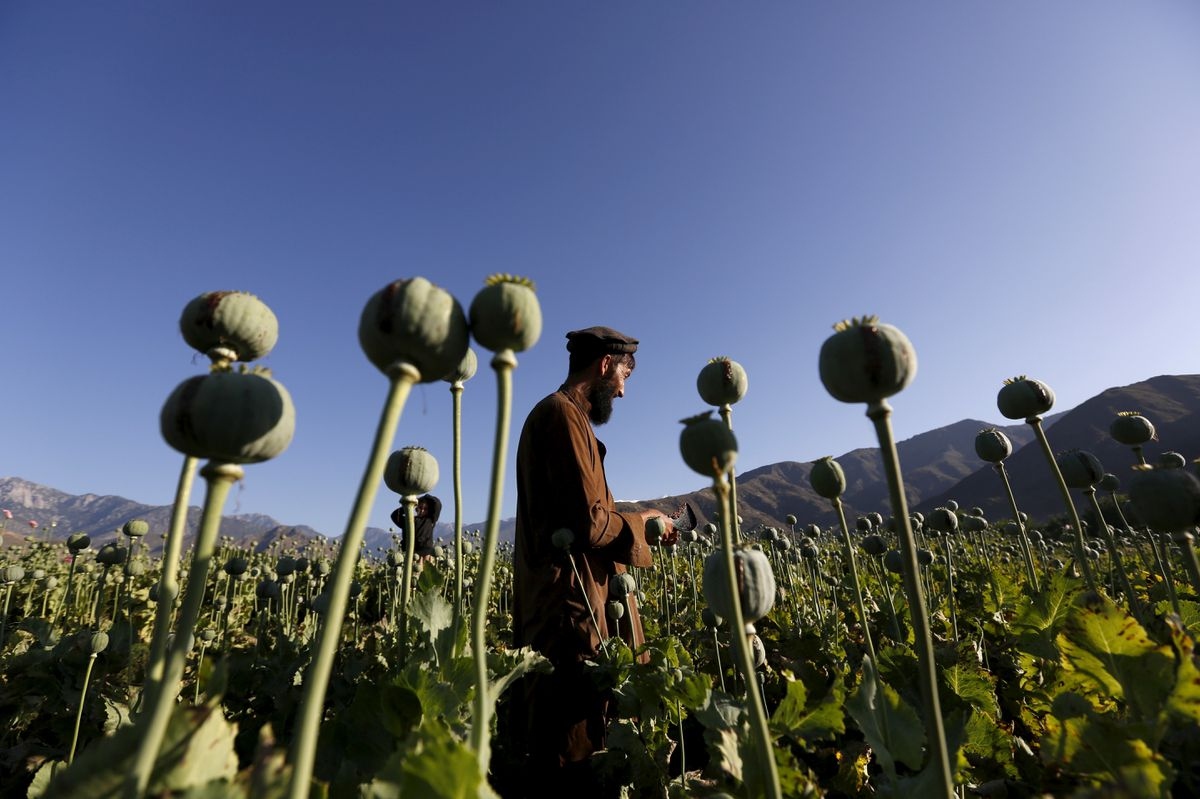 Người dân Afghanistan trên cánh đồng thuốc phiện ở tỉnh Nangarhar. (Nguồn: Reuters)