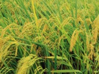 tin nhap 20170314233000