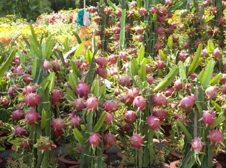 thanh long tuoi viet nam sap vao thi truong nhat