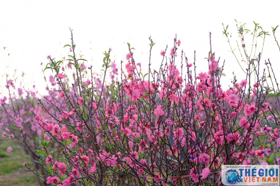 Đào Nhật Tân khoe sắc rực rỡ ngày giáp Tết dao nhat tan khoe sac ruc ro ngay giap tet