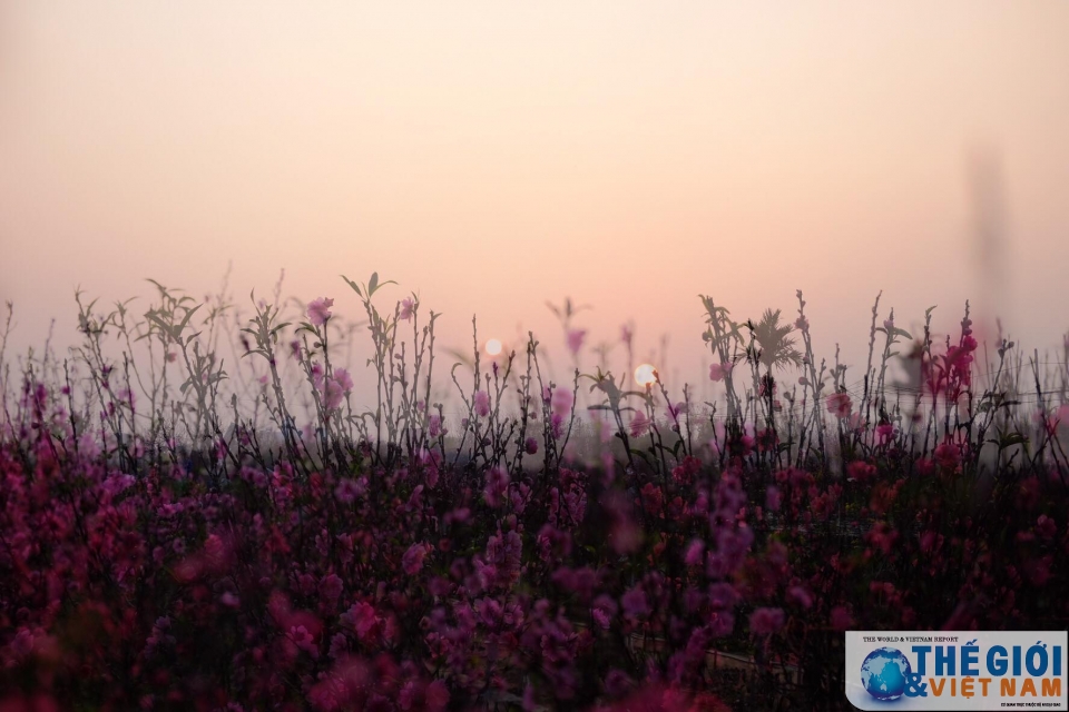 Đào Nhật Tân khoe sắc rực rỡ ngày giáp Tết dao nhat tan khoe sac ruc ro ngay giap tet