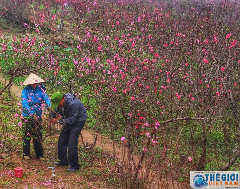 Đào Nhật Tân khoe sắc rực rỡ ngày giáp Tết dao nhat tan khoe sac ruc ro ngay giap tet