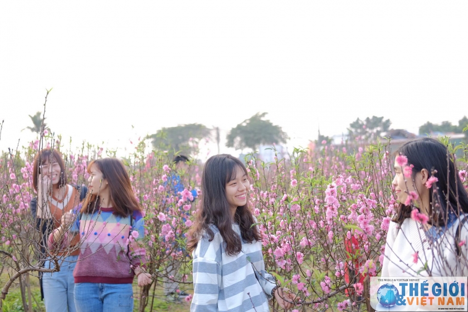 Đào Nhật Tân khoe sắc rực rỡ ngày giáp Tết dao nhat tan khoe sac ruc ro ngay giap tet