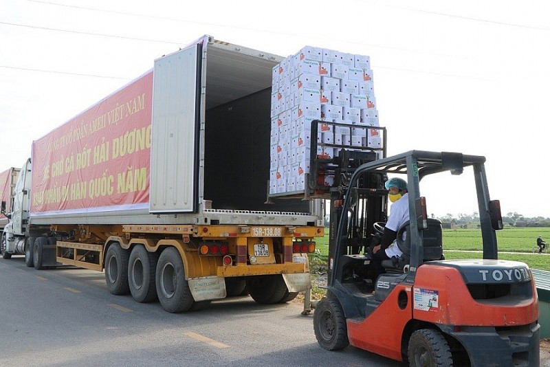 Xuất khẩu ngày 10-14/1: Bộ Công Thương gỡ vướng cho nông sản sang Trung Quốc; 600 tấn cà rốt Hải Dương lên đường sang Hàn Quốc