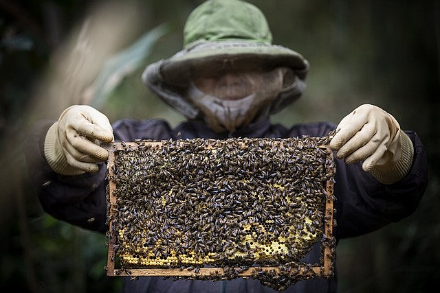 Xuất khẩu ngày 21-25/2: Xuất khẩu gạo lạc quan đầu năm mới, Bộ Công Thương kiến nghị Hoa Kỳ 'gỡ khó' cho ngành ong xuất khẩu