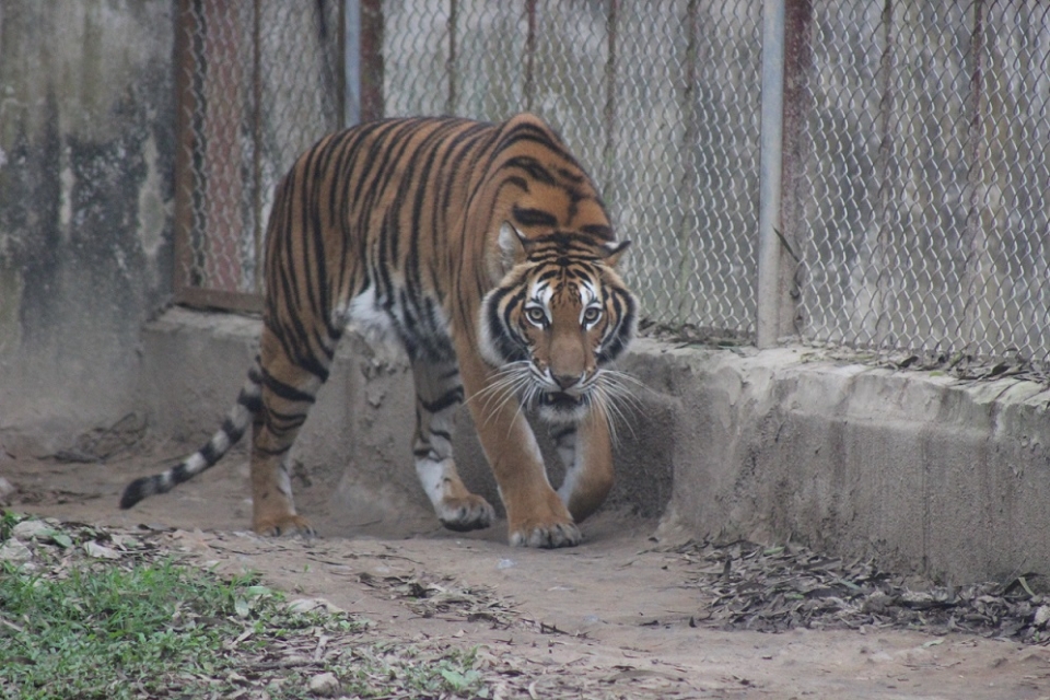 so luong ho dang sut giam nghiem trong