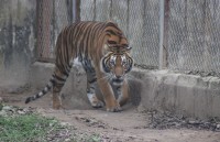 them mot ca the gau ngua duoc chuyen giao ve tram cuu ho