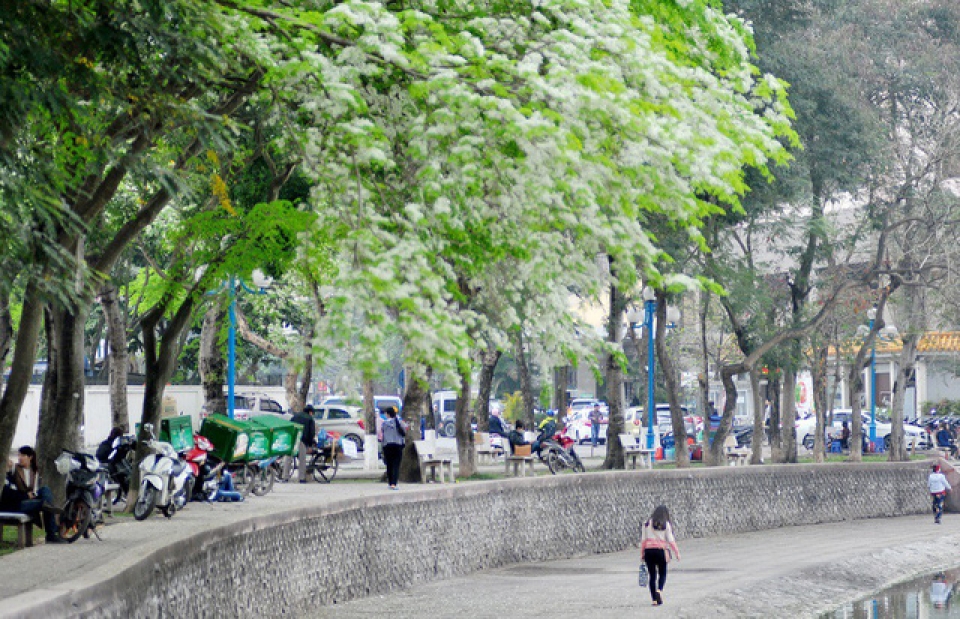 nao long voi mot ha noi dep diu dang cac mua hoa thang 3
