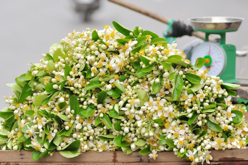 nao long voi mot ha noi dep diu dang cac mua hoa thang 3