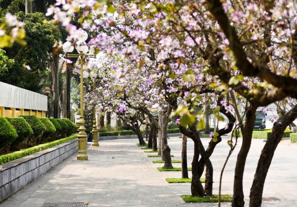 nao long voi mot ha noi dep diu dang cac mua hoa thang 3