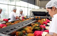 5 thang xuat khau rau qua tang 38 so voi cung ky 2016