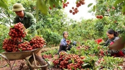 Nông sản Việt nỗ lực tìm thị trường 