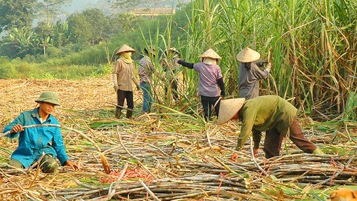 go kho cho nganh mia duong