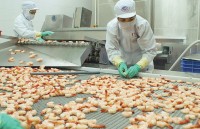 EU tiếp tục là thị trường hàng đầu của tôm Việt Nam