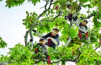 Nhiều hoạt động hưởng ứng Ngày Quốc tế đa dạng sinh học