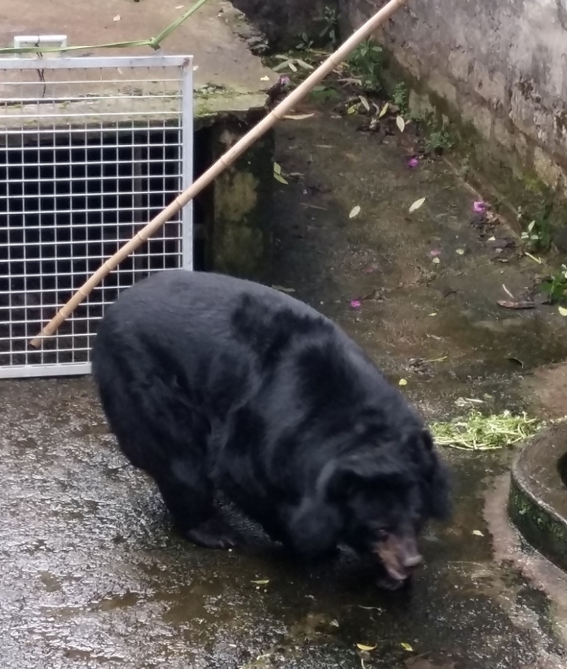 them mot ca the gau ngua duoc chuyen giao ve tram cuu ho