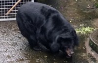 australia hang loat gau koala chet chay tren ngon cay