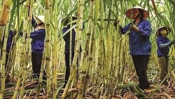 Bộ Công Thương 'mạnh tay' với đường nhập từ Thái Lan