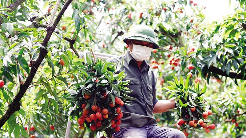 bao chi ho tro doanh nghiep kham pha fta