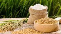 Xuất khẩu ngày 6-10/6: Lướt 'cao tốc' EVFTA, gạo Việt đánh bật gạo Thái tại thị trường Bắc Âu; xuất khẩu chuối sang Trung Quốc tăng vọt