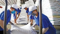 Xuất khẩu ngày 20-24/6: Khơi thông dòng chảy cho hạt gạo; UKVFTA 'tiếp sức' cho xuất khẩu Việt Nam sang Anh