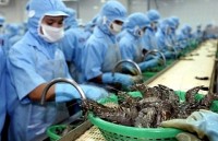 eu dan dau ve nhap khau tom tu viet nam