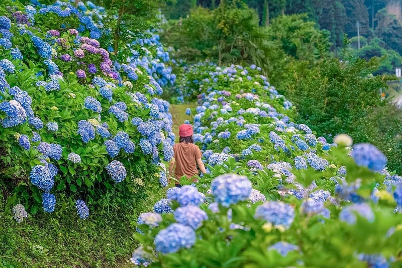 Khoảng cuối tháng 6, Nhật Bản chính thức bước vào hè cũng là lúc hoa cẩm tú cầu nở rộ, thu hút nhiều khách tham quan, chụp ảnh dù đang thời dịch. Trong số đó phải kể đến vườn Shimonita ở tỉnh Gunma, phía Tây Bắc của vùng Kanto thuộc đảo Honshu. Vườn là một trong những địa điểm ngắm cẩm tú cầu nổi tiếng tại xứ sở hoa anh đào. 