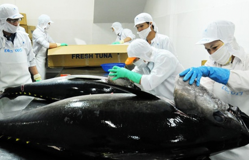 chien tranh thuong mai my trung la co hoi cho ca ngu viet nam