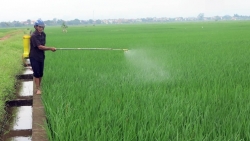 Bộ Công Thương kiến nghị mở 'luồng xanh' đường thủy để tiêu thụ lúa gạo