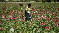 An ninh bất ổn đẩy kinh tế Afghanistan đứng trước triển vọng mịt mờ