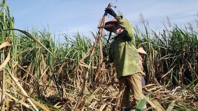 bao ve nganh mia duong bo cong thuong ap dung chong lan tranh phong ve thuong mai