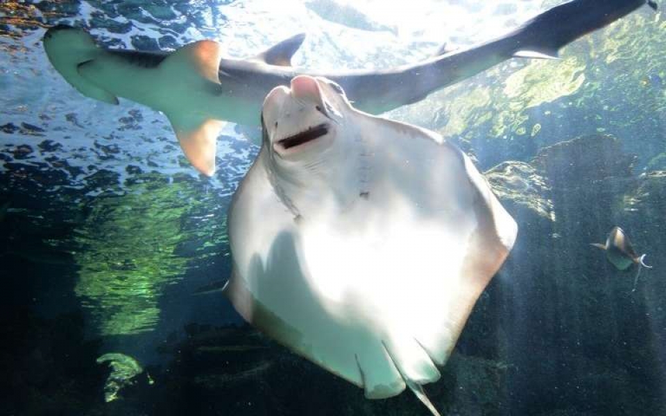 phat hien loai ca map thich an chay dau tien tren the gioi