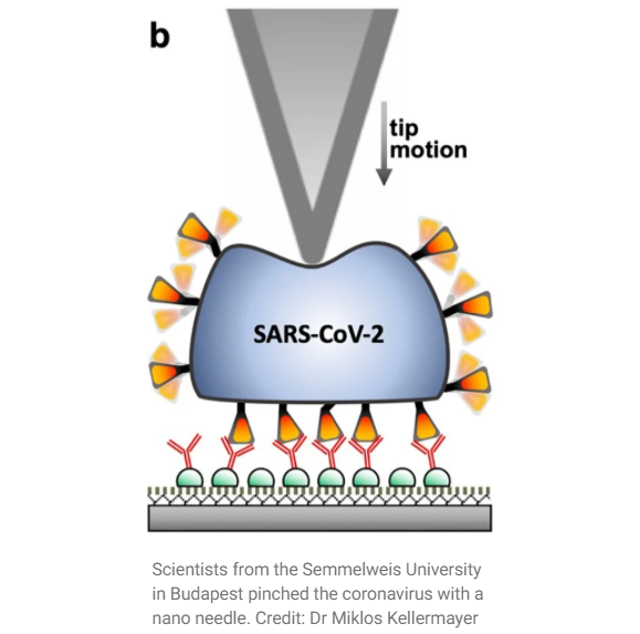 Virus SARS-CoV-2 có độ đàn hồi vật lý đáng kinh ngạc virus-sars-cov-2-co-do-dan-hoi-vat-ly-dang-kinh-ngac-1