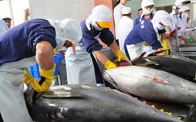 Xuất khẩu cá ngừ tăng trưởng ấn tượng nhờ 'đường cao tốc' EVFTA