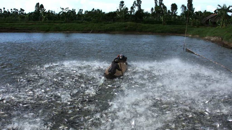 chuoi nganh hang ca tra ty usd duoi suc