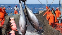 Xuất khẩu ngày 16-18/10: Xuất khẩu cá ngừ sang Trung Quốc tăng ấn tượng, xuất siêu tăng dần về cuối năm