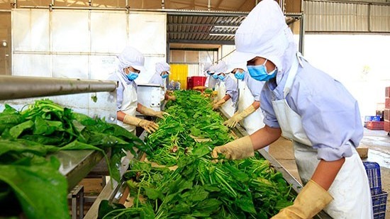 xuat khau ngay 131511 viet nam vuot xa trung quoc ve xuat khau giay vai rau qua dat hang tai thi truong dai loan du dich benh