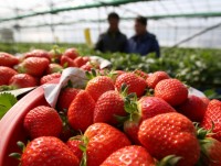 dau tay son la da co mat tai ha noi