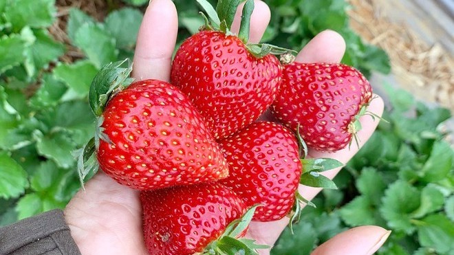 xuat khau ngay 2911312 tin vui tu xuat khau nong san dau tay son la sap co mat tai thi truong malaysia singapore